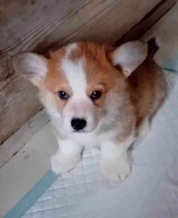 Krásná štěňátka Pembroke Corgi, registrovaná KC - foto 2