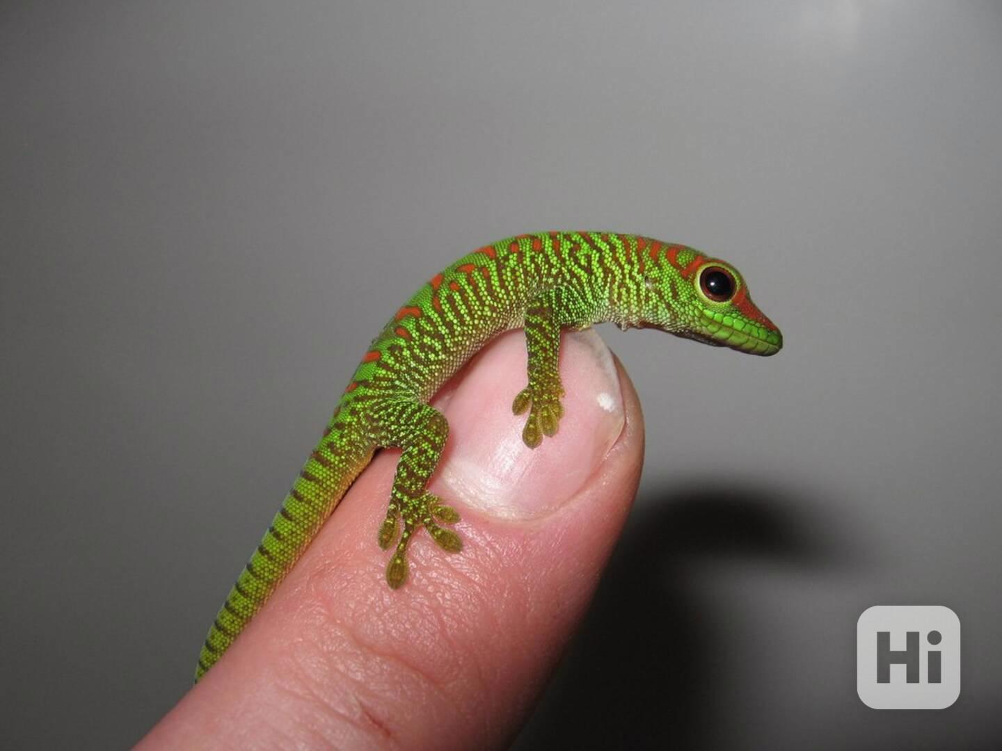 Felsuma madagaskarská grandis ( Phelsuma madagascariensis gr - foto 1