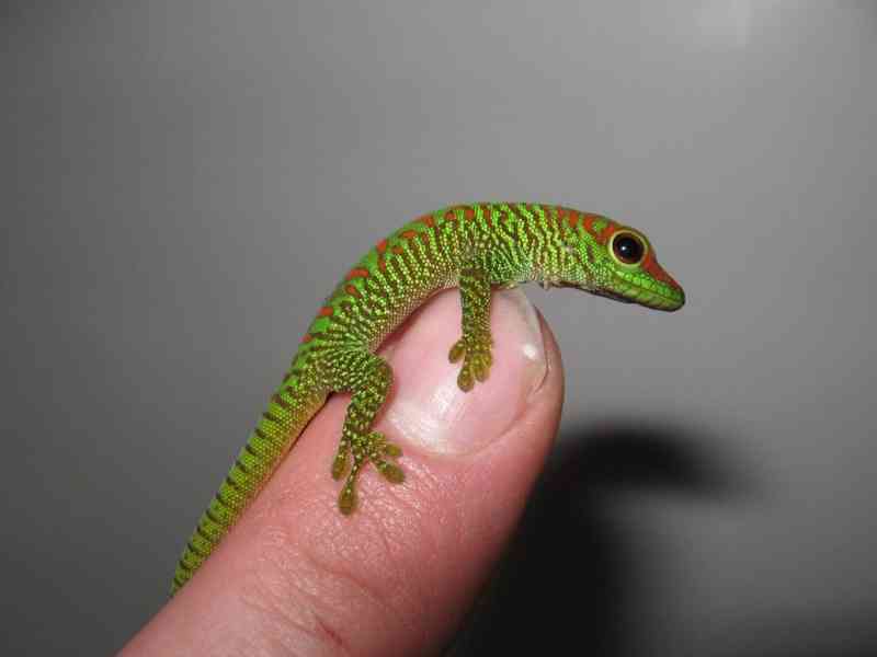 Felsuma madagaskarská grandis ( Phelsuma madagascariensis gr - foto 1