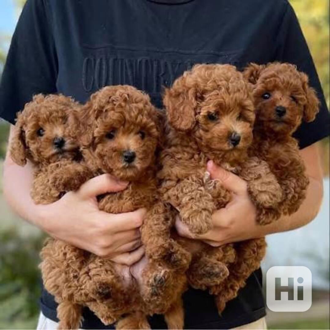 My poodle puppies ready to go in their new forever homes  - foto 1