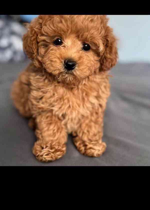 My poodle puppies ready to go in their new forever homes  - foto 4