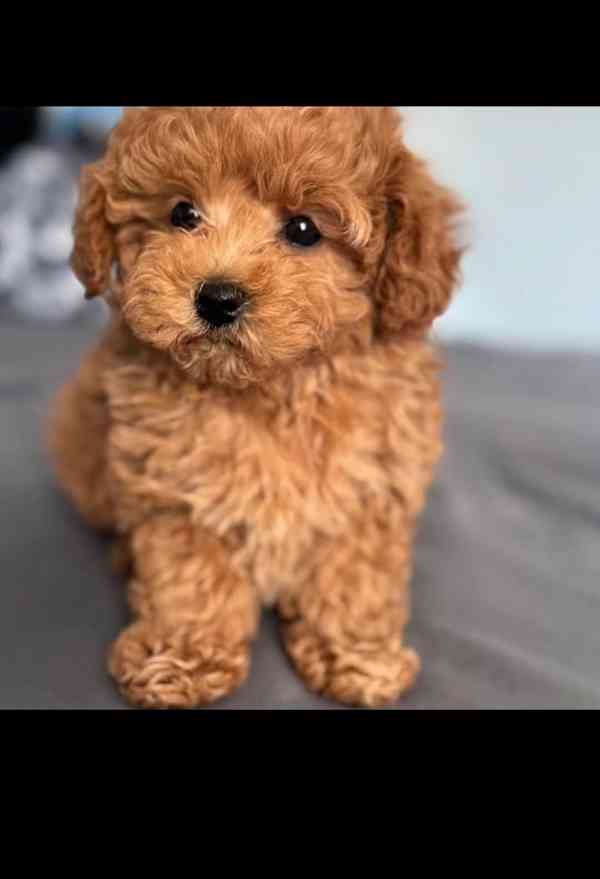 My poodle puppies ready to go in their new forever homes  - foto 3