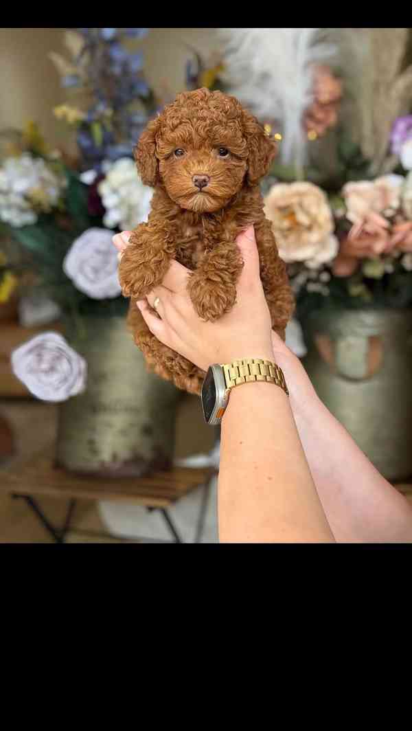 My poodle puppies ready to go in their new forever homes  - foto 2