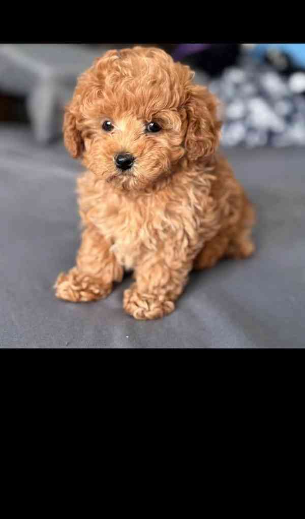 My poodle puppies ready to go in their new forever homes  - foto 5