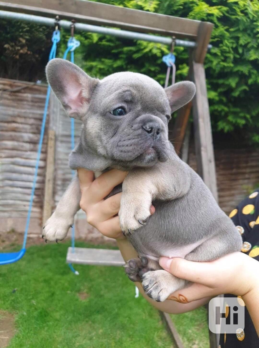 K dispozici inteligentní štěňata francouzského buldočka - foto 1