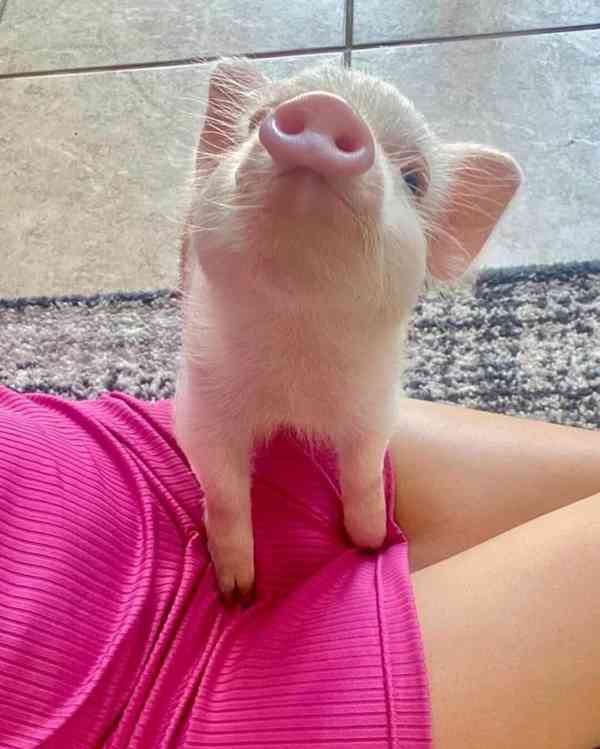 Krásná prasátka na prodej 