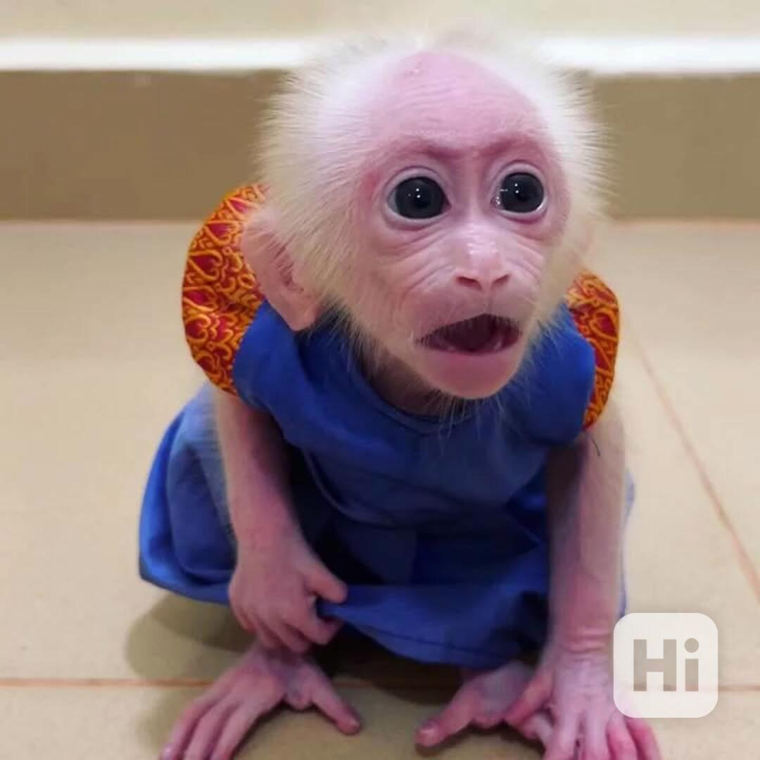 🐒 Roztomilé mládě kapucínky. - foto 1