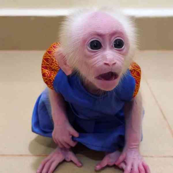 🐒 Roztomilé mládě kapucínky.