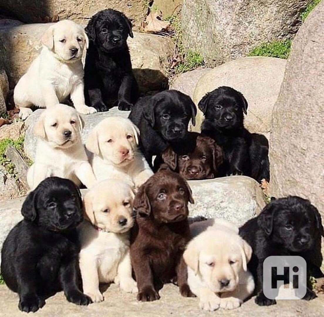 labrado retrívr - foto 1