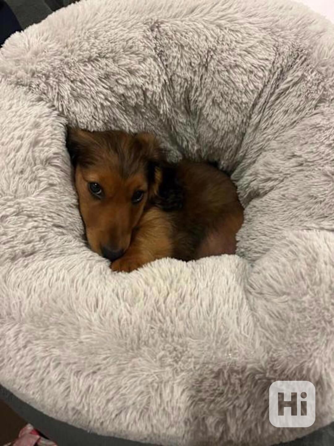 Puppy - foto 1