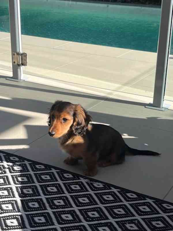 Puppy - foto 4