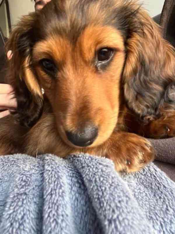 Puppy - foto 3
