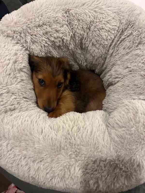 Puppy - foto 2
