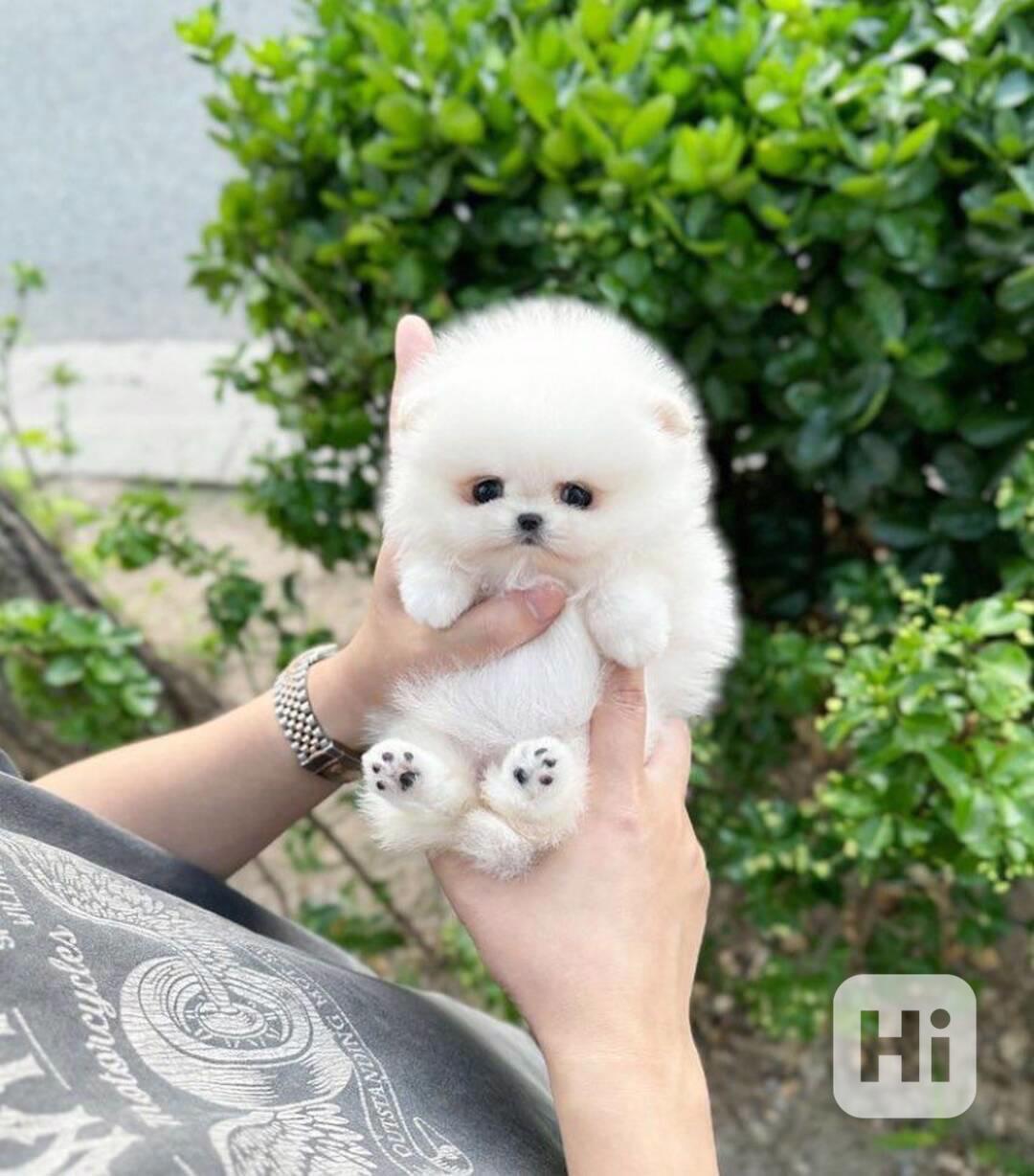 Rozkošná bezplatná štěňata pomeranianů na dárek   - foto 1