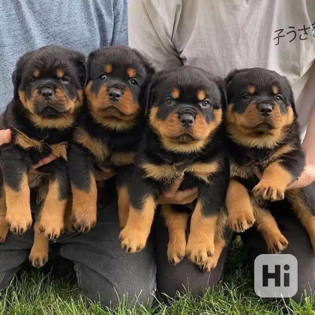 Milá a zdravá štěňata rotvajlerů - foto 1