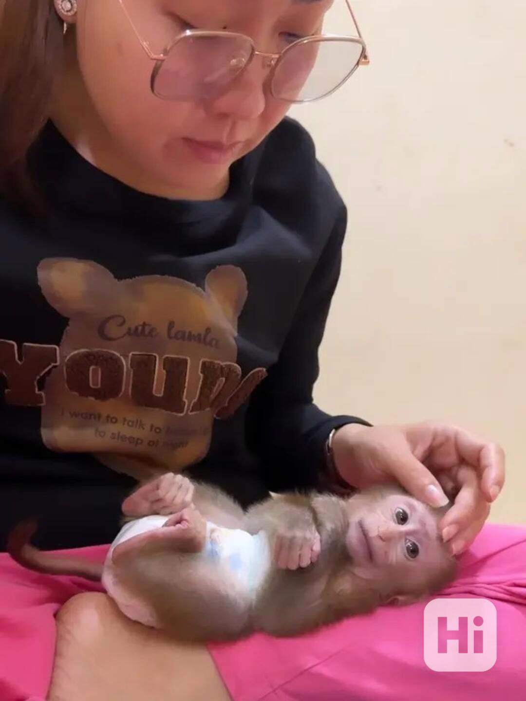 Kvalitní kapucínské opice k adopci - foto 1