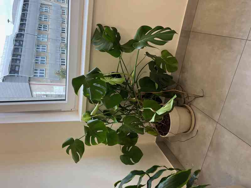 Monstera i s květináčem. - foto 2