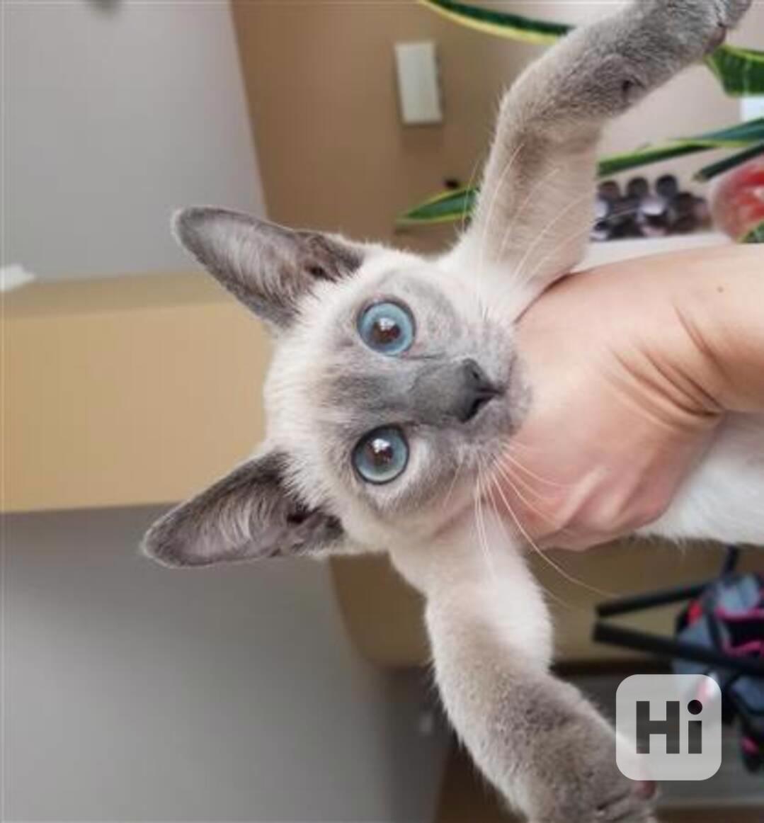 siamská koťata, sameček a sameček - foto 1