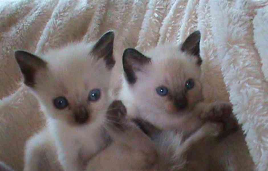 siamská koťata, sameček a sameček - foto 2