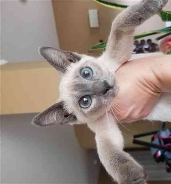 siamská koťata, sameček a sameček - foto 1