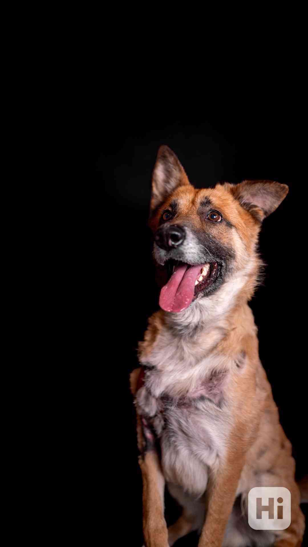 Hero - aktivní kluk, který přežil, čeká na druhou šanci - foto 1