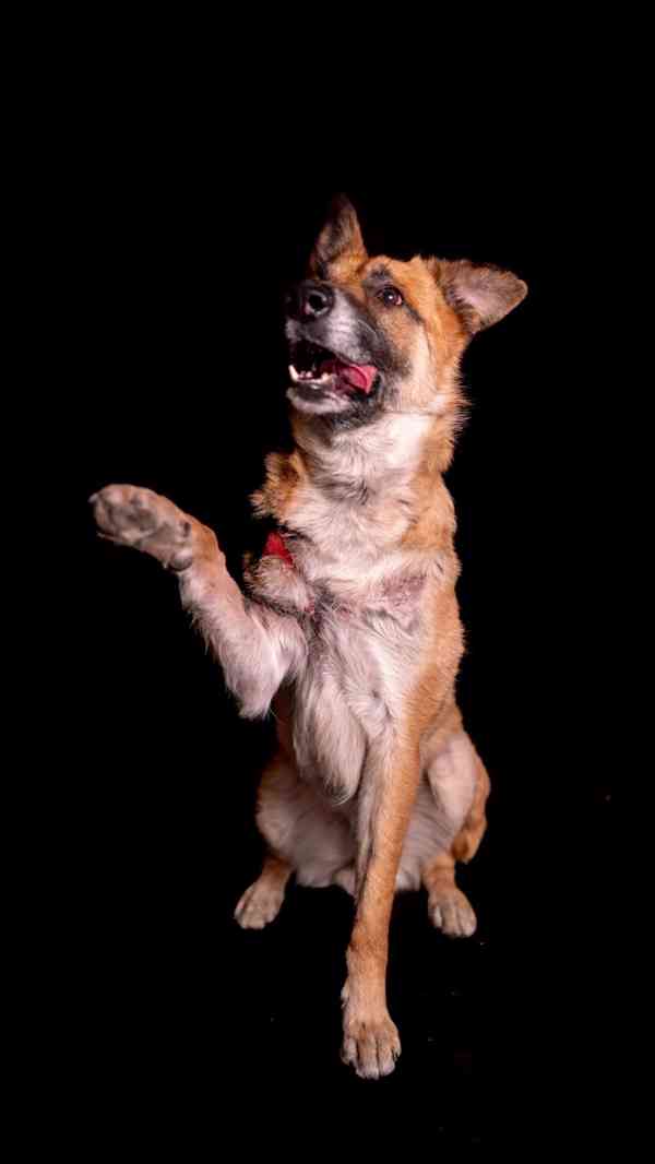 Hero - aktivní kluk, který přežil, čeká na druhou šanci - foto 12