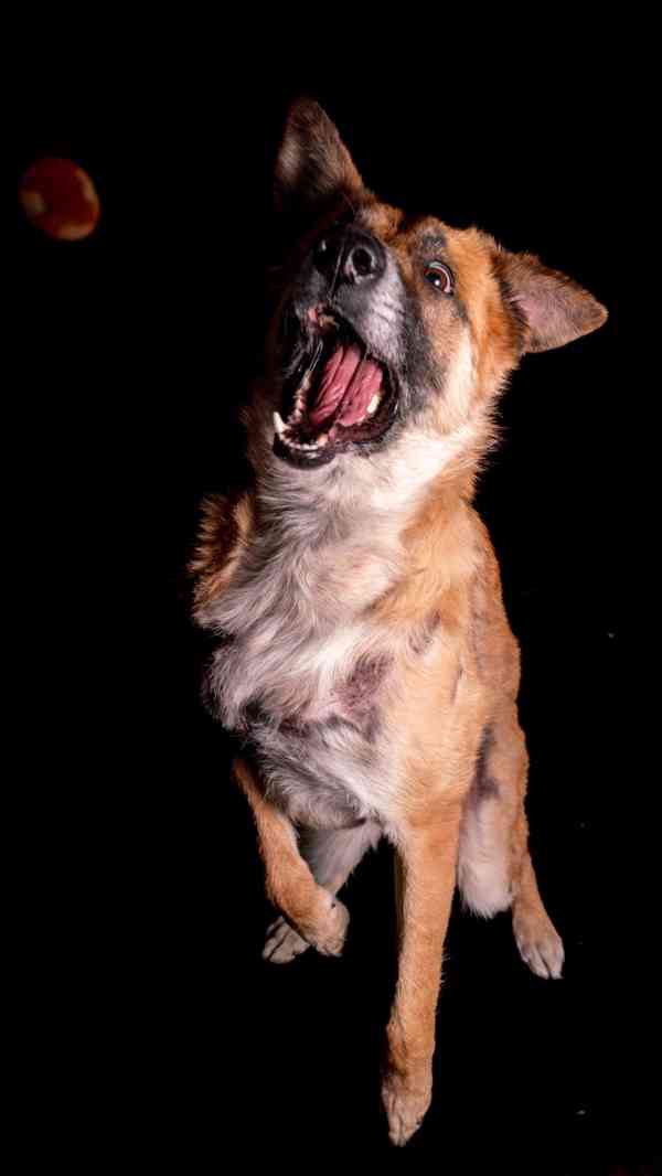 Hero - aktivní kluk, který přežil, čeká na druhou šanci - foto 10