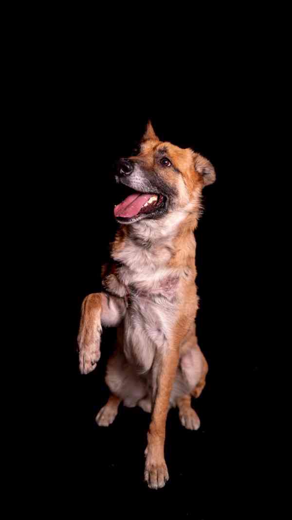 Hero - aktivní kluk, který přežil, čeká na druhou šanci - foto 11