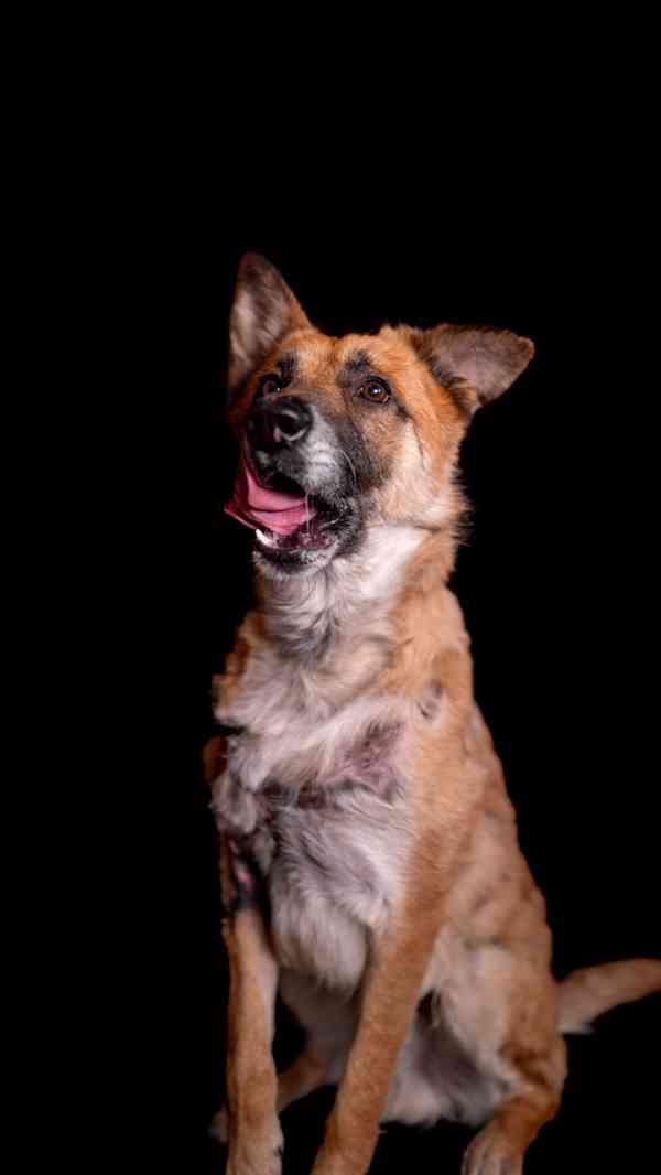 Hero - aktivní kluk, který přežil, čeká na druhou šanci - foto 2