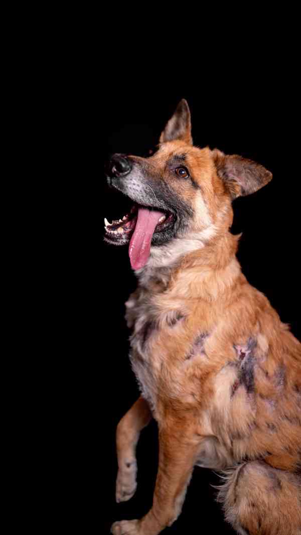 Hero - aktivní kluk, který přežil, čeká na druhou šanci - foto 8