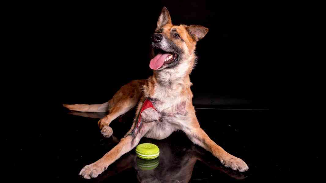 Hero - aktivní kluk, který přežil, čeká na druhou šanci - foto 4