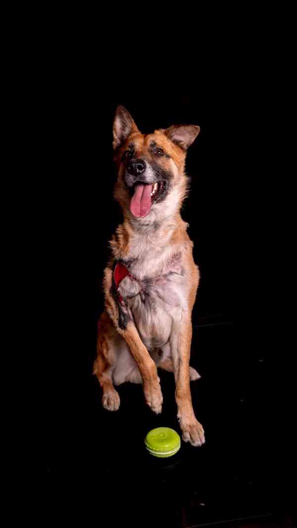 Hero - aktivní kluk, který přežil, čeká na druhou šanci - foto 5