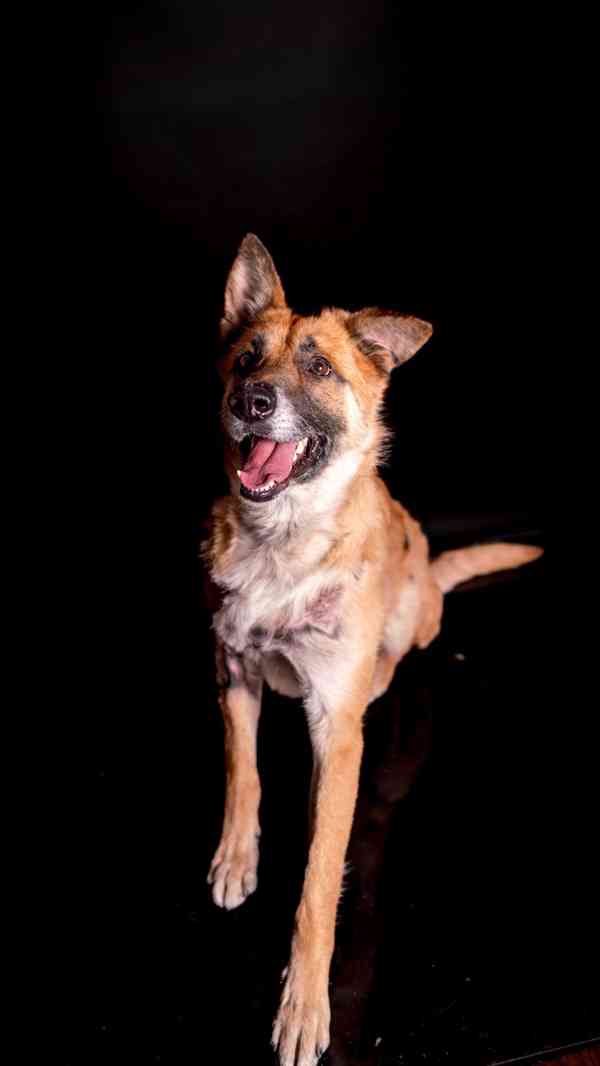 Hero - aktivní kluk, který přežil, čeká na druhou šanci - foto 7