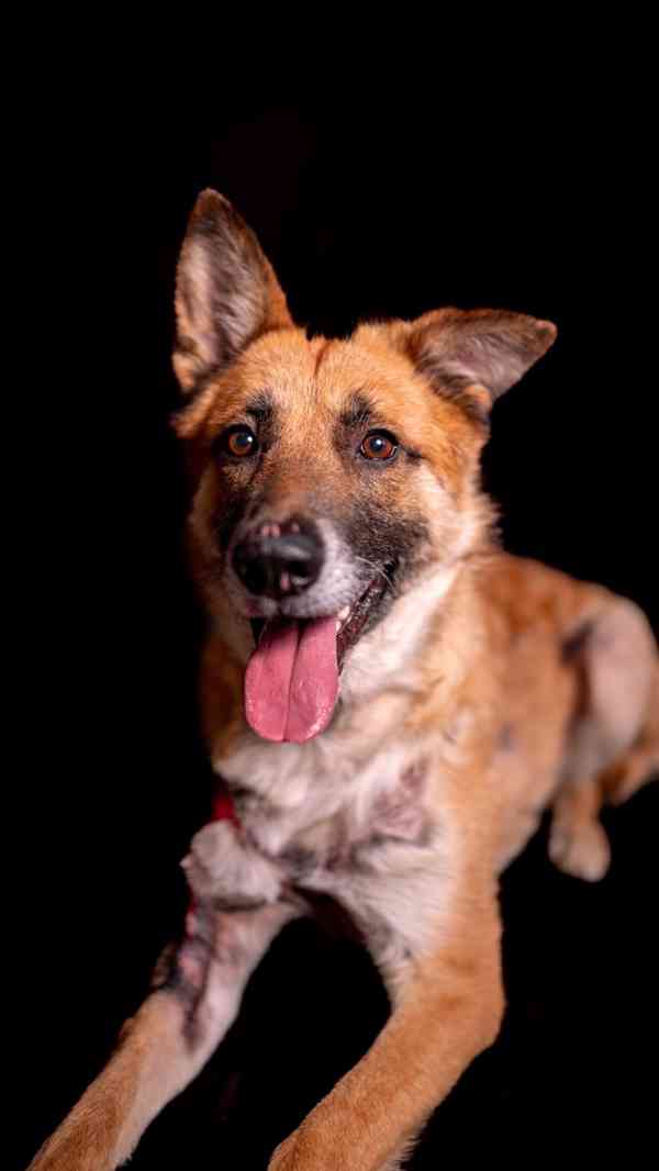 Hero - aktivní kluk, který přežil, čeká na druhou šanci - foto 3