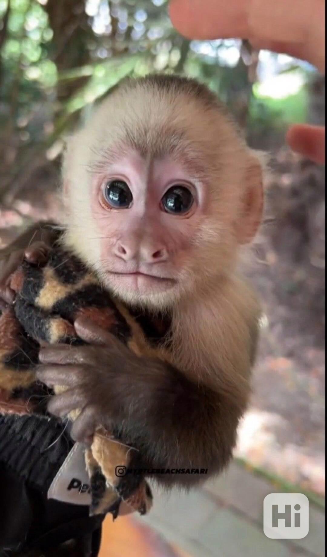 Zdarma Dítě kapucínské opice k adopci nyní zdarma   - foto 1