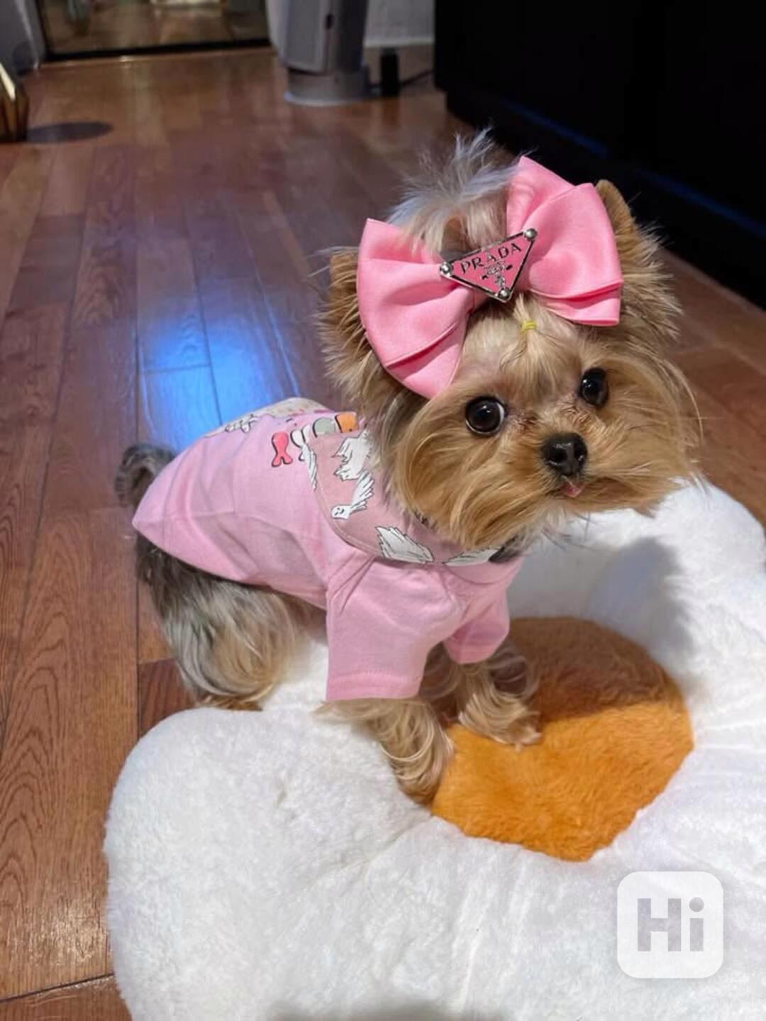 Yorkshire-Terrier-Welpen zu verkaufen - foto 1