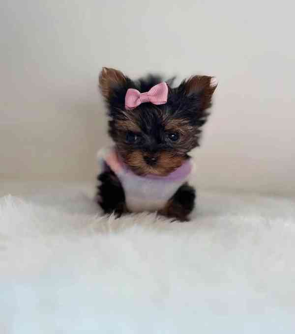 Yorkshire-Terrier-Welpen zu verkaufen - foto 2