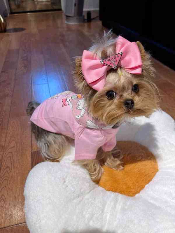 Yorkshire-Terrier-Welpen zu verkaufen - foto 1