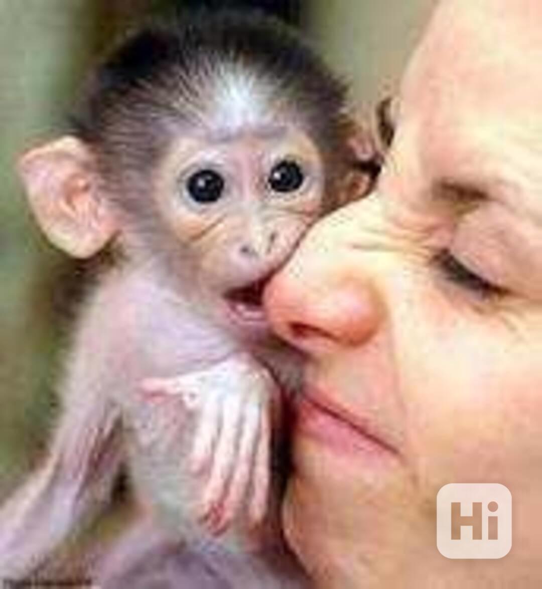 Kapucínské opice k adopci Máme k adopci úžasné kapucínské op - foto 1