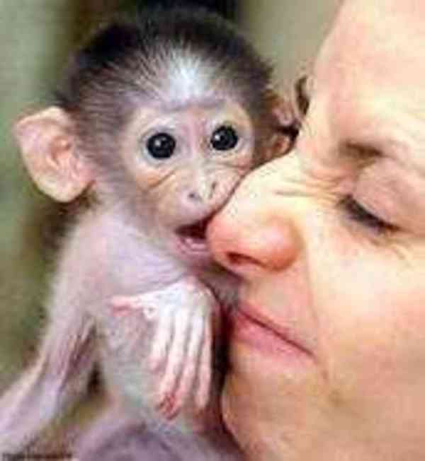 Kapucínské opice k adopci Máme k adopci úžasné kapucínské op