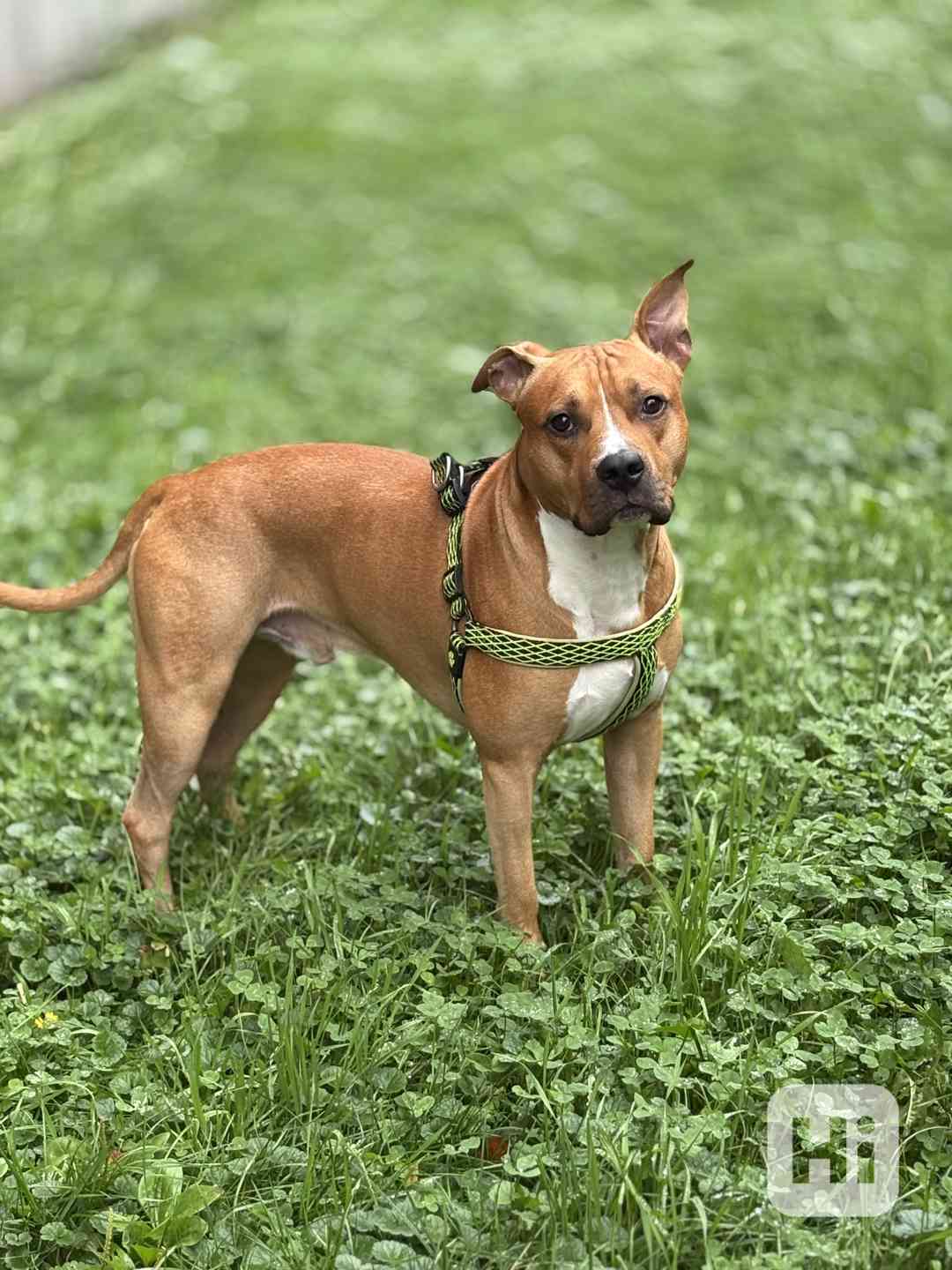🐾Staford ke kryti🐾 - foto 1
