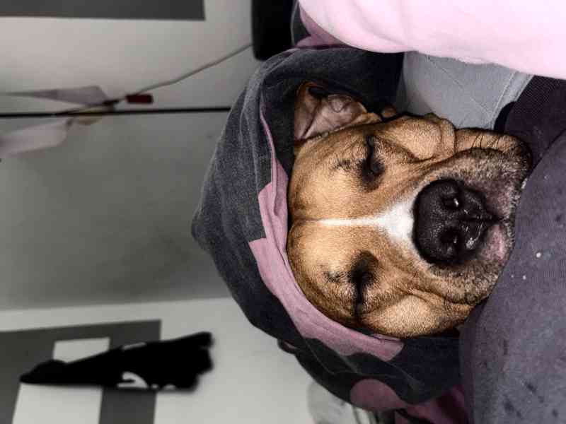 🐾Staford ke kryti🐾 - foto 5