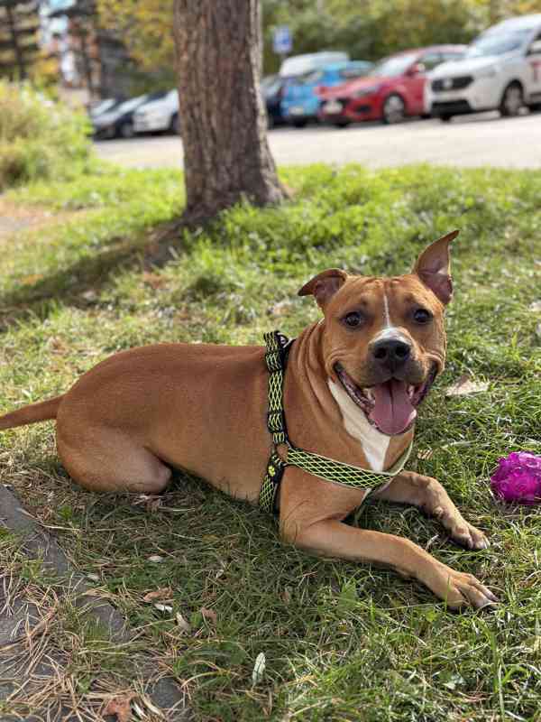 🐾Staford ke kryti🐾 - foto 3