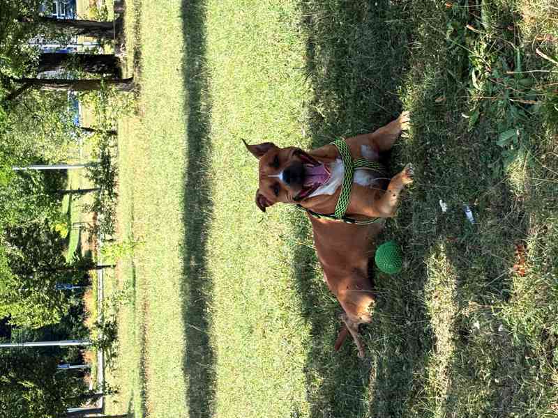🐾Staford ke kryti🐾 - foto 2