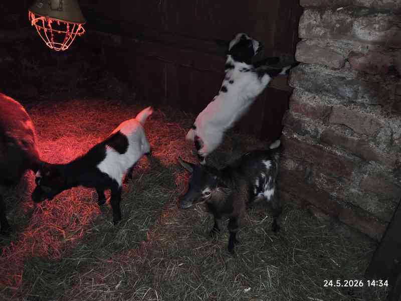 Holandská zakrslá koza - kůzlata - foto 13