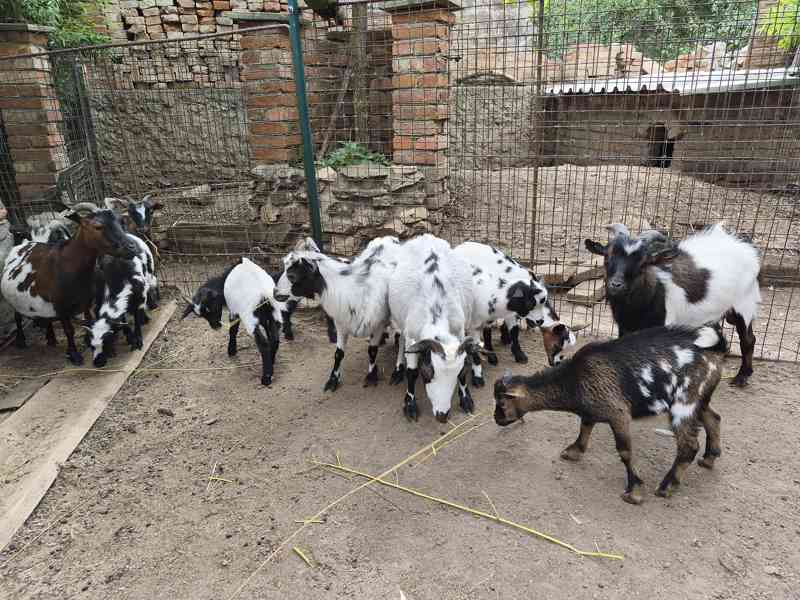 Holandská zakrslá koza - kůzlata - foto 1