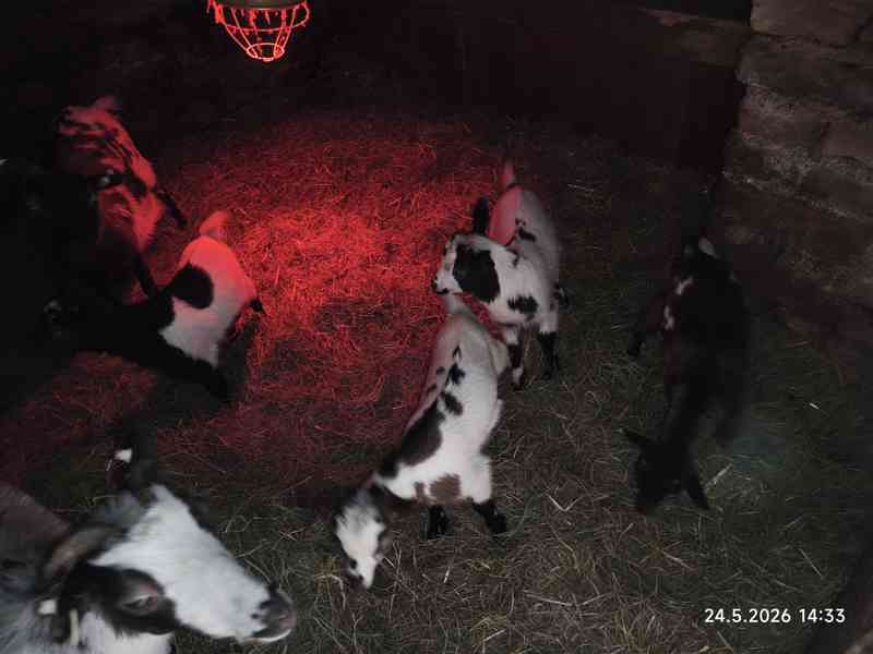 Holandská zakrslá koza - kůzlata - foto 6
