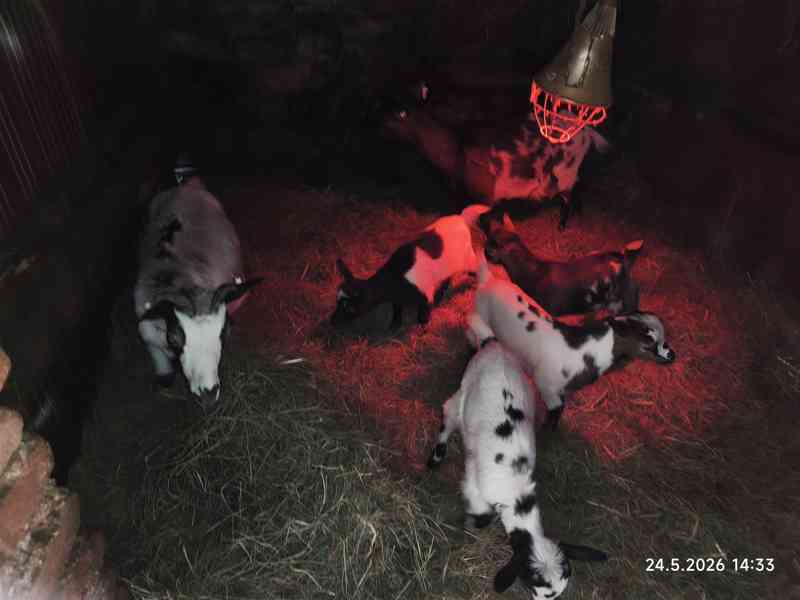 Holandská zakrslá koza - kůzlata - foto 5