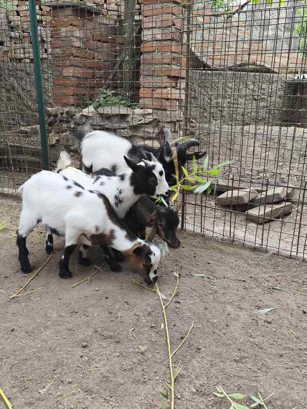 Holandská zakrslá koza - kůzlata - foto 14