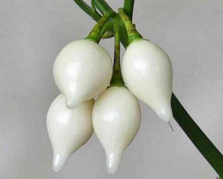 semena chilli Biquinho white - Chupetinho white